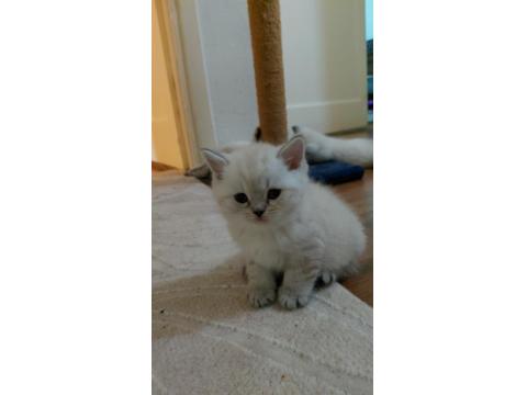 Acil British Shorthair Kedisi Yavrularımız