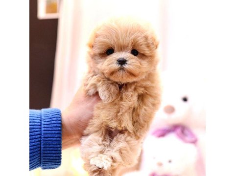 Maltipoo Bebekler Yeni Yuvalarına Hazır