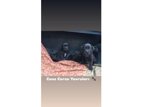 Cane Corso Yavruları