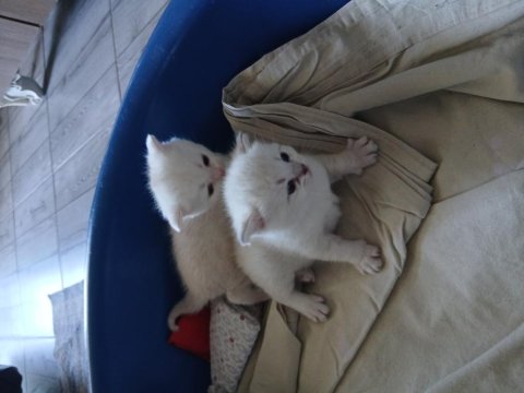 20 Günlük Scottish Yavrular