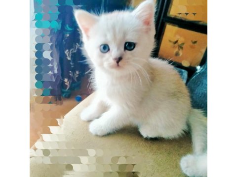 6 Haftalık British Shorthair Yavrular