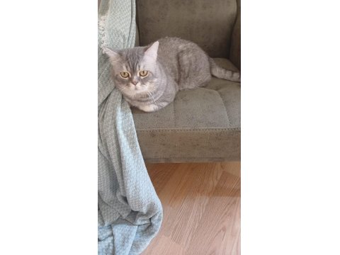 Sahibinden Kedi Ailesi