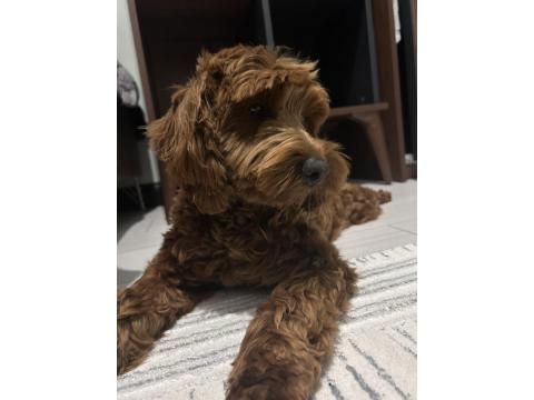 Safkan Toy Poodle 9 Aylık