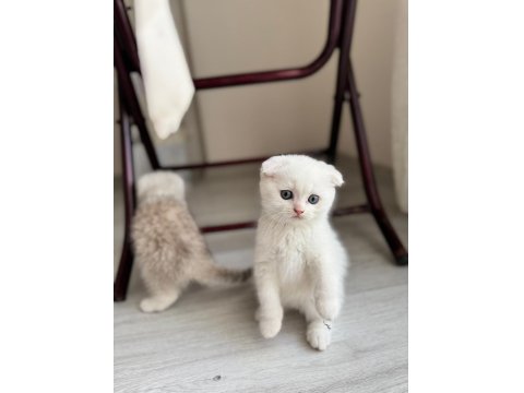 Yeni Yuvasına Gitmeye Hazır Kedilerimiz