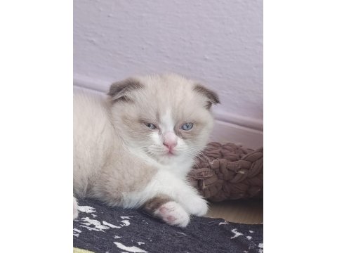 Scottish Shorthair Fold Bicolor