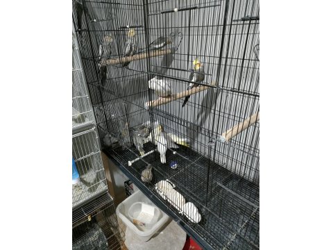 Yeni Yeme Düşmüş Yavru Sultan Papağanlar