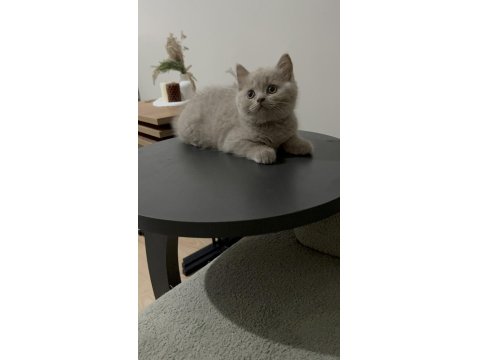 Cinnemon Fawn British Shorthair Yavrularımız