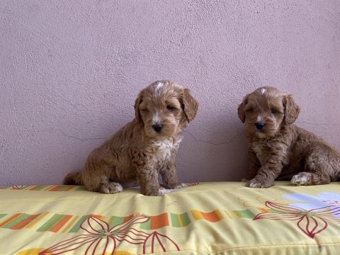 Parti Color Maltipoo Bebekler