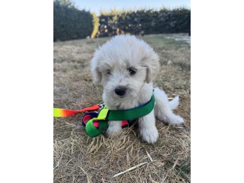 2 Aylık Maltese Terrier Köpeğimiz Erkek