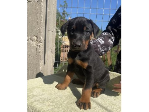 King Doberman Bebekleri