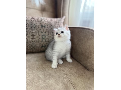 Wcf Kayıtlı Full Şecereli British Shorthair Elit Soy Hattı