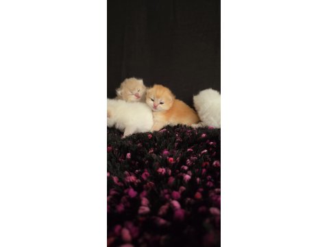 British Bebekler Üst Kalite Şampiyon Aile