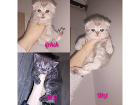 45 Günlük Dişi Ve Erkek Kediler Mevcut