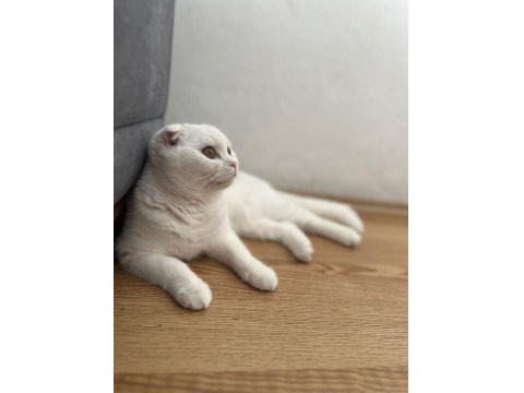 Pamuk Scottish Fold Kedim