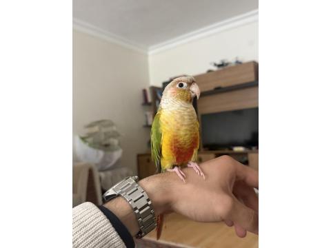 Evcil Konuşkan Konur Papağanı