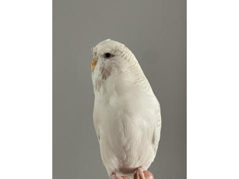 Muhabbet Kuşu Çift