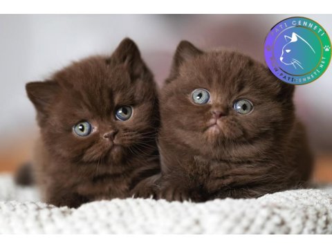 Çikolata Kardeşler Chocolate British Shorthair