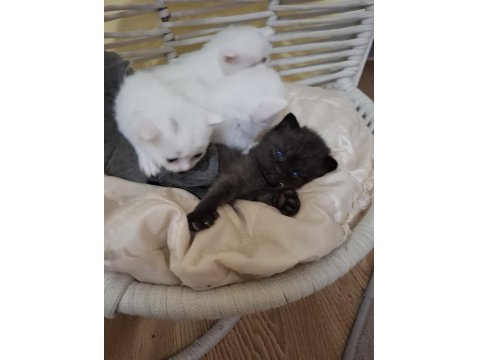 British Bebek British Shorthair Kediler