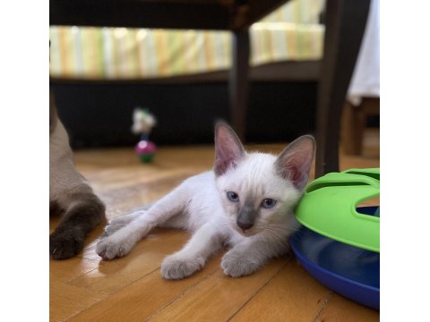 Siyam Kedisi Yavrularına Aile