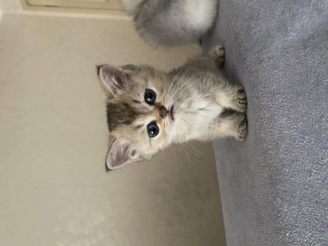 Dişi Ve Erkek 55 Günlük Scottish Ve British Yavru Kediler