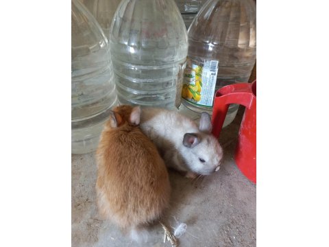 Safkan Cüce Tavşanı