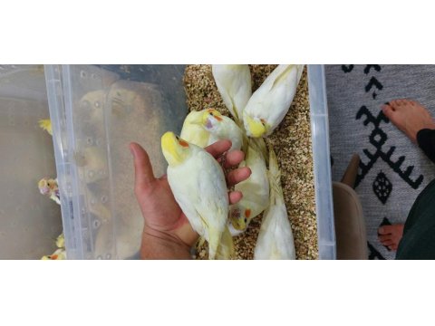 35 Günlük El Besleme Bilezikli Ev Üretimi Yavru Sultan