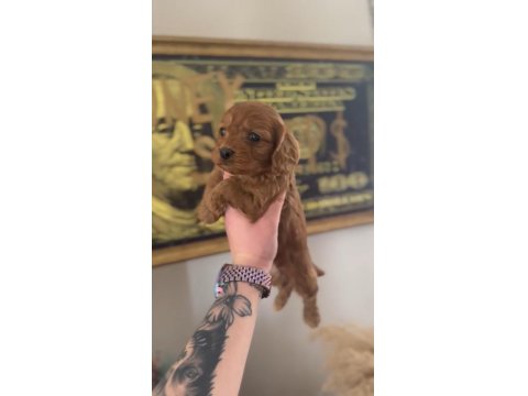 Cavapoo Yavrular - Aile Dostu Ve Tüy Dökmeyen Özel Irk