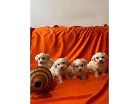 A Kalite Maltipoo Bebeklerimiz
