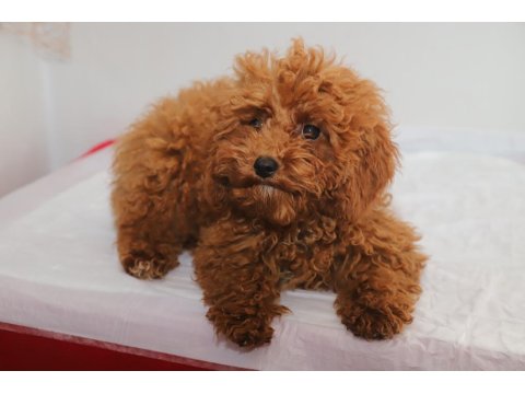 Mini Boy Toy Poodle Kızımız