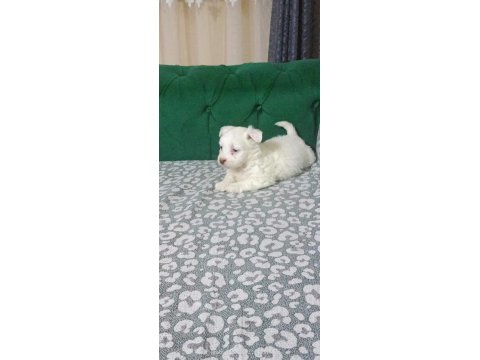 Erkek Maltese Terrier