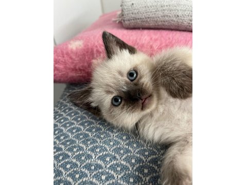 British Blue Point 2 Aylık Erkek