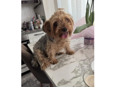 Yorkshire Terrier Köpeğime İyi Bakacak Aile Arıyorum