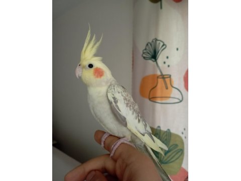 Dişi Sultan Papağanı 4 Aylık