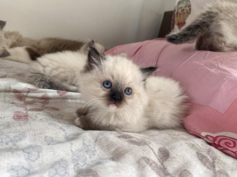 Anne Baba Secereli Ragdoll Yavrular – Blue Mitted, Seal Mitted & Seal Bicolor