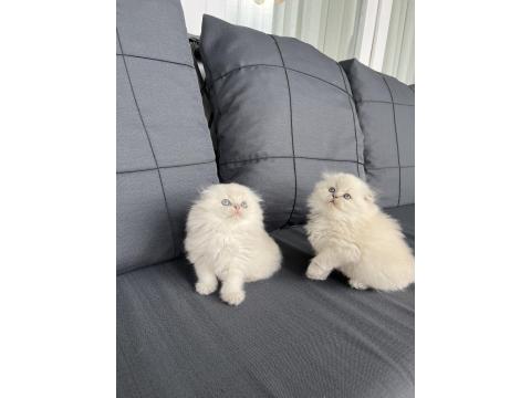 A Kalite British Bebekler