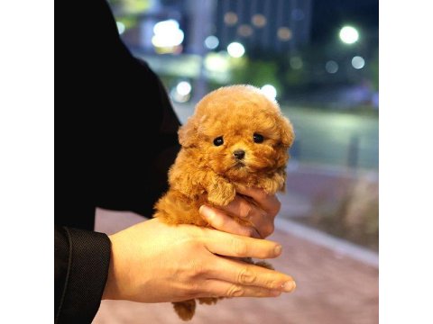 Super Star Toy Poodle Yavrularım