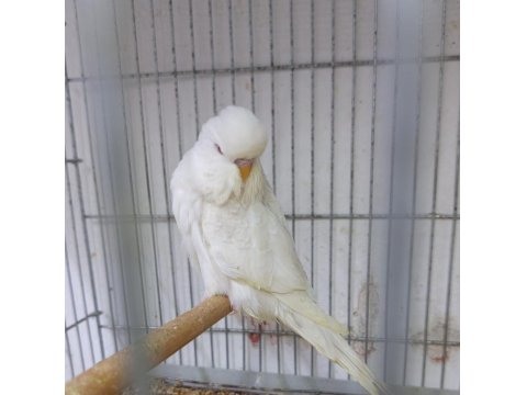 Tüm İstanbul İlçelerine Adrese Teslim Muhabbet Kuşu