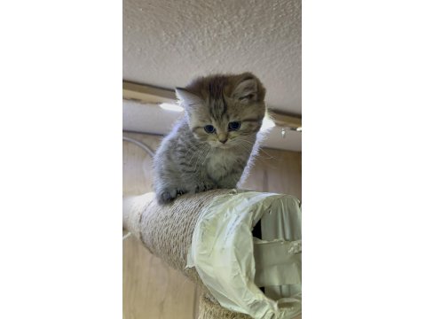 Dişi 65 Günlük Black Golden Long Hair