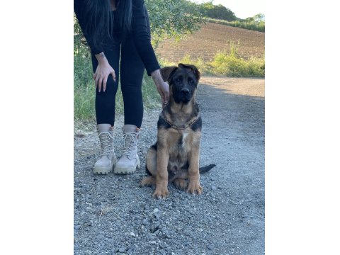 Şecereli Üst Düzey Kalitede Erkek Ve Dişi Alman Kurdu Yavruları