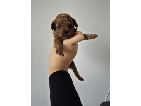 Orjinal Poodle Yavrular