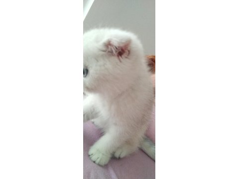 60 Günlük Scottish Fold Bebiş