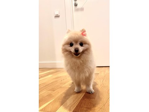 Gülen Surat Pomeranian 1,5 Yaşında
