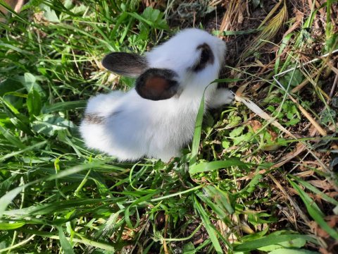 Kaliforniya Damalı Tavşan