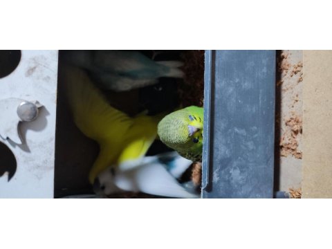 Üretimhanemizden Yavru Muhabbet Kuşları