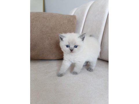 Blue Point Yavru Kedimiz