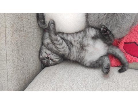 British 2 Yavrumuzu Sahiplendiriyoruz