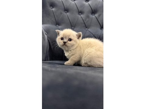 Yeni Yuvalarına Hazır Scottish Yavrular