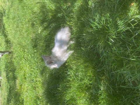 Lop Tavşanı Tuvalet Eğitimli