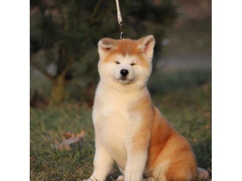 %100 Safkan Japon Akita Yavruları