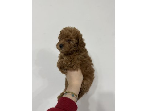 Kore Kan Toy Poodle Cinsi Yavrularımız